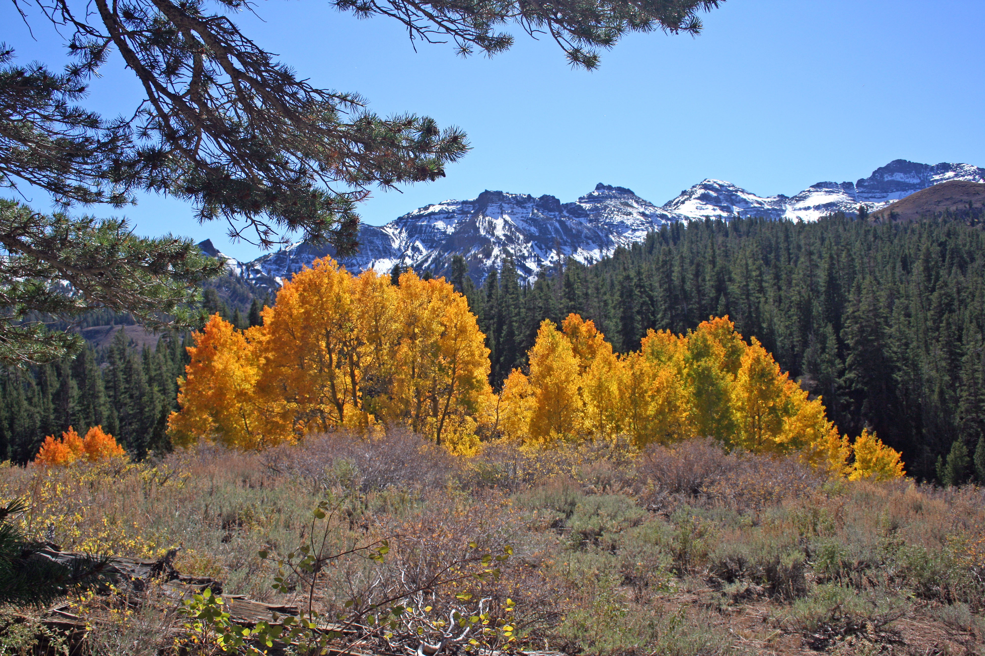 autumn color